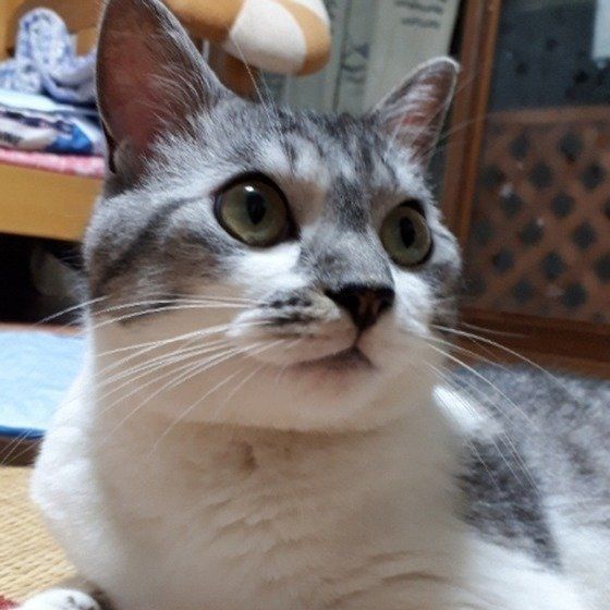 ねこのきもち投稿写真ギャラリー