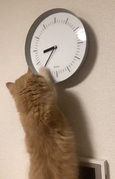 長針を動かすちゃまちゃん