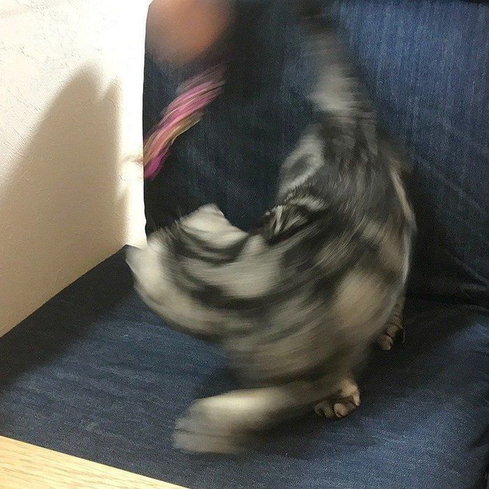 @tacos_cat