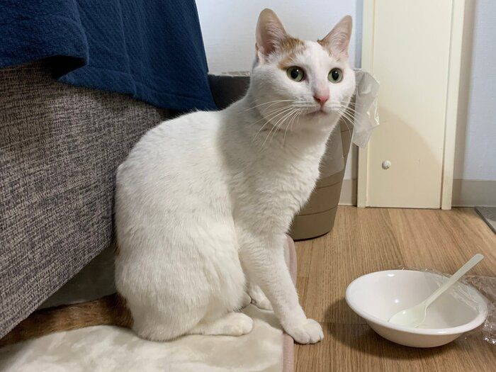ソファーの下から出てきた猫