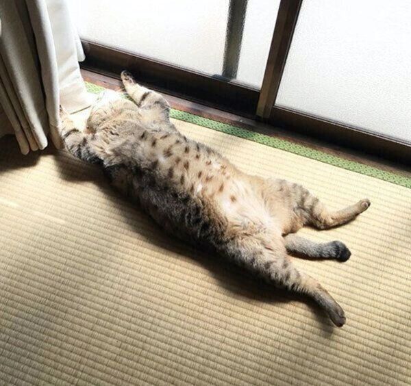 ヘソ天「バンザイ寝」をするこんぶちゃん