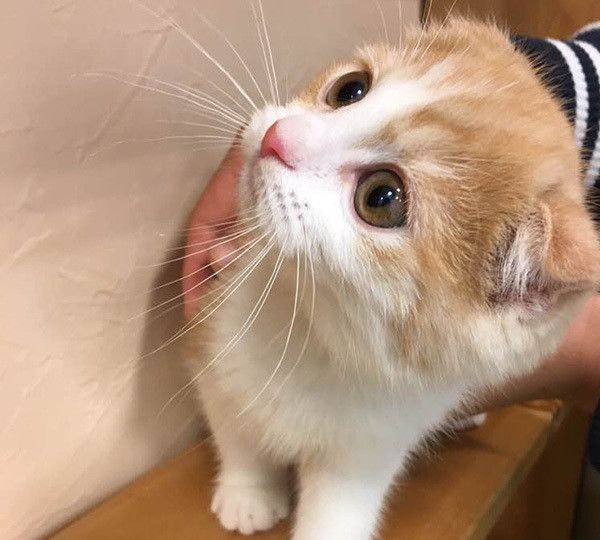 見つめる猫