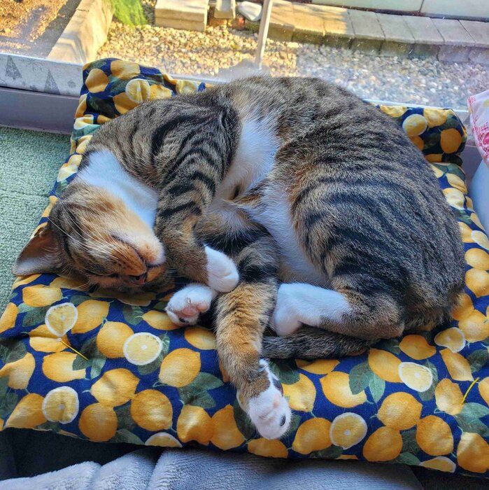ライラちゃんの子どものドラちゃん