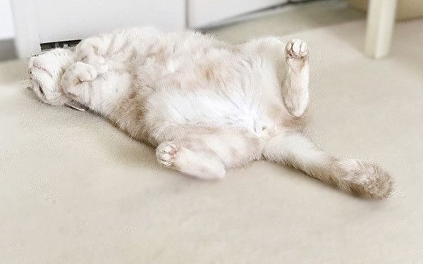 猫の開き
