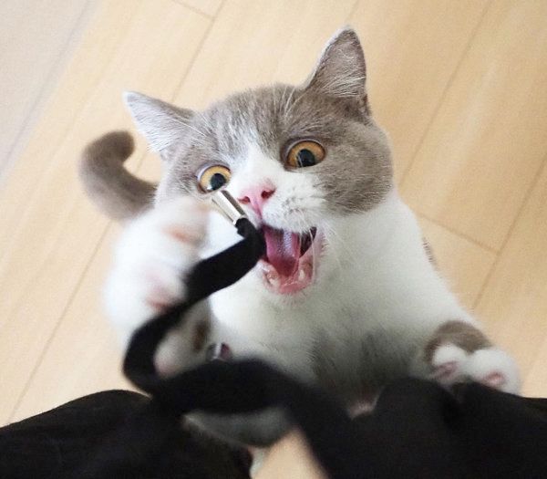 チロルちゃん