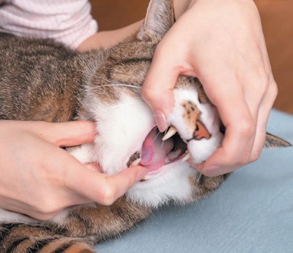 健康/異変のある猫の舌