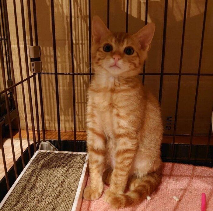 子猫時代のじんくん