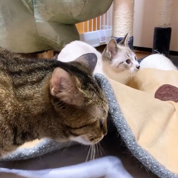 布団の下を探るリノちゃんとリリちゃん