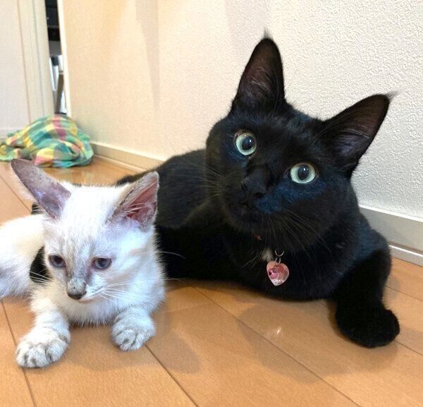 寄り添うミナちゃんとシロちゃん