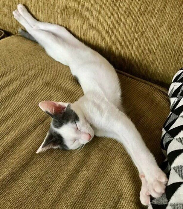 迎え入れ2日目のトルテくん