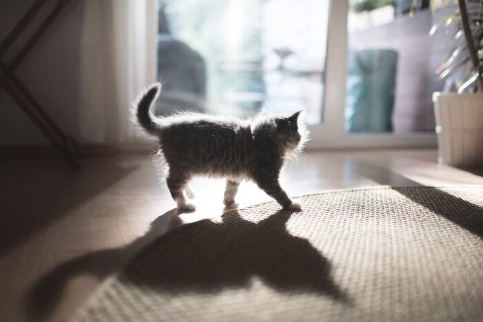 画像/iStock、Getty Images Plus