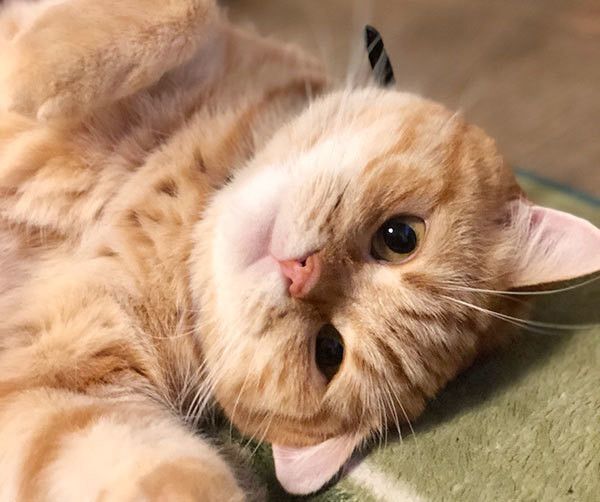 見つめる猫