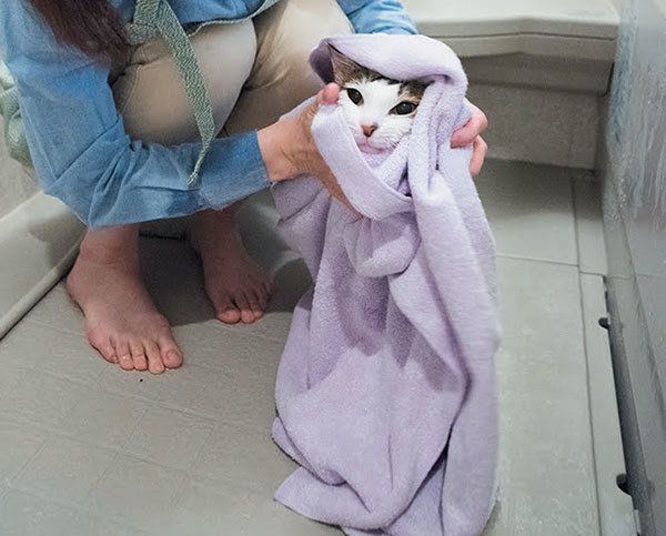 タオルで拭かれる猫