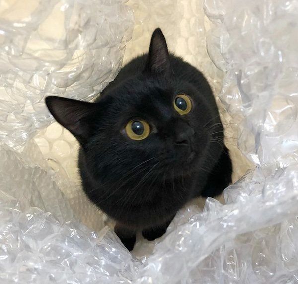 見つめる黒猫