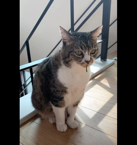 座る猫