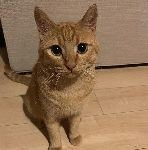 見つめる猫