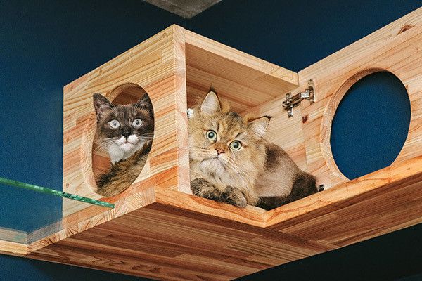くつろぐ猫