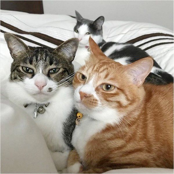 保護猫3兄弟