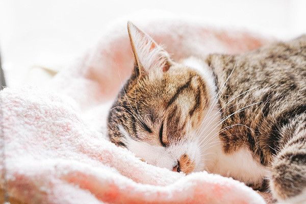 眠る猫
