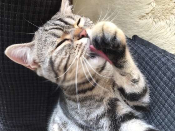 手を舐める猫