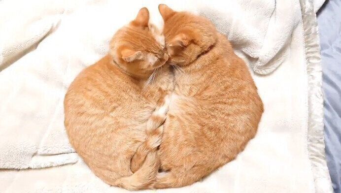 双子猫