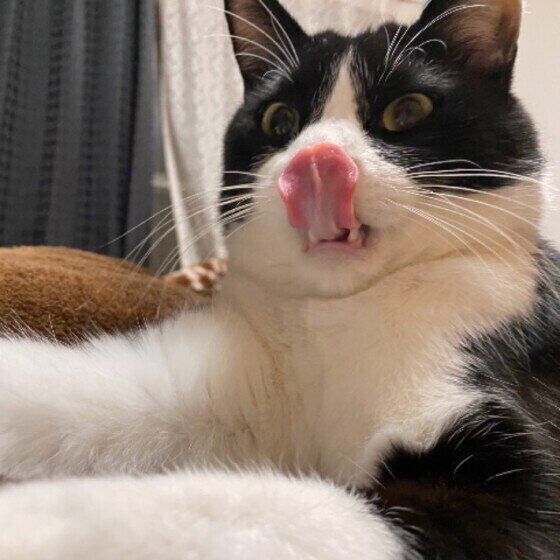 ベロを出す猫