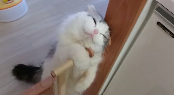 スリスリする猫