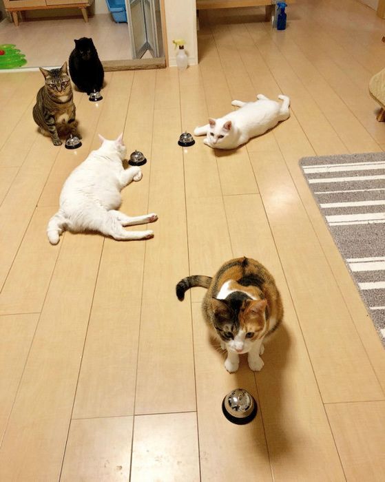 15匹の猫たち