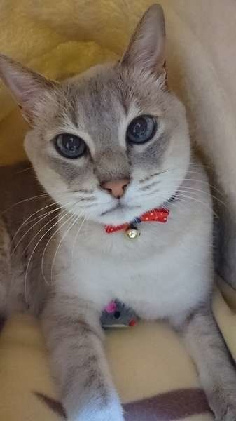 今日で12才になる、ちょこです! これからも元気で一緒にいようね✨