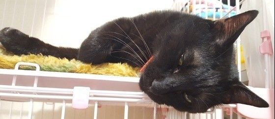 眠る黒猫