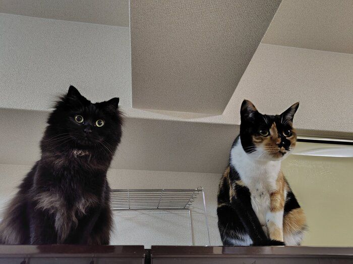 同じ方向を見る2匹の猫