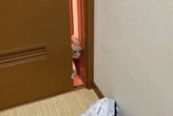 ドアをすり抜けようとするひのきちゃん