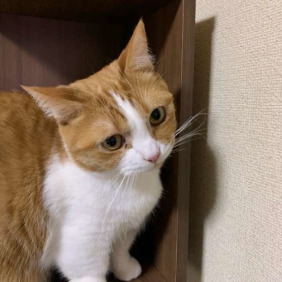 様子をうかがうマンチカン