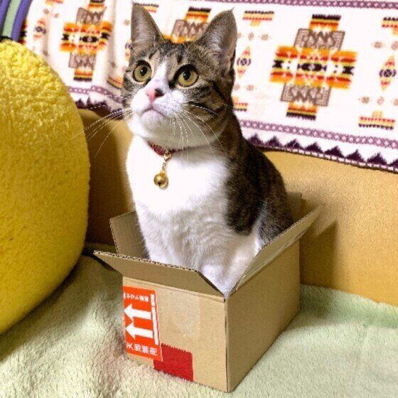 小さめの箱に入る猫(メス)