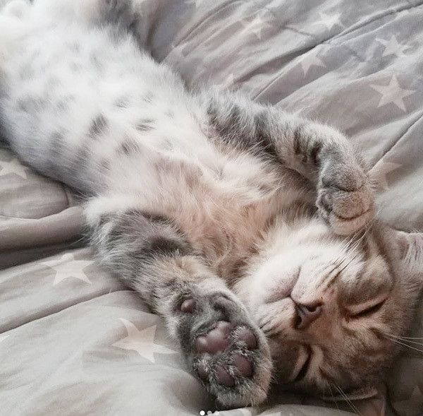 ヘソ天する猫