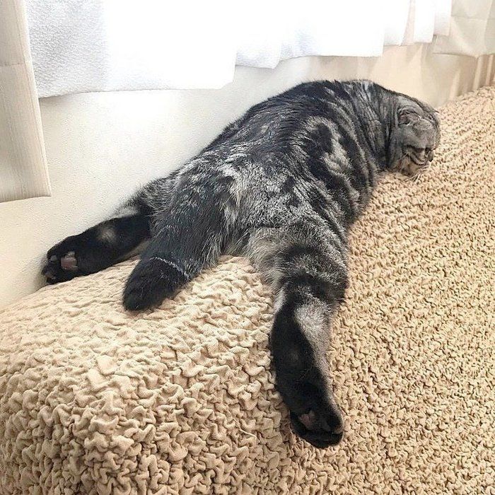 @tacos_cat