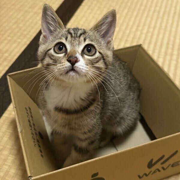段ボールに入る子猫時代のせなくん