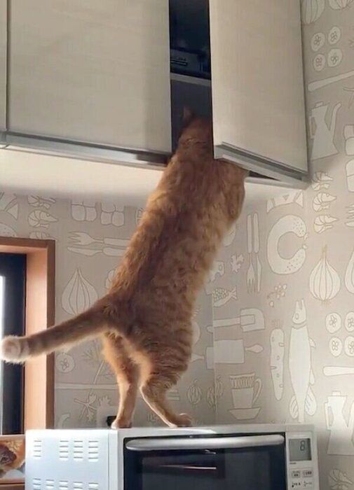 棚を開けてしまったナスくん