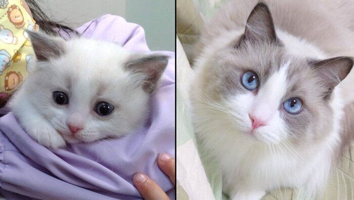 ミントくんの成長ビフォーアフター