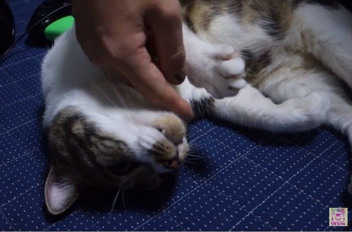 キジトラ