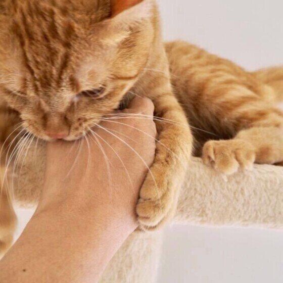 飼い主さんの手をカミカミする猫(MIX、オス)