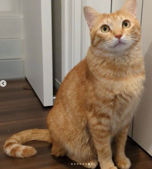 座っているの猫