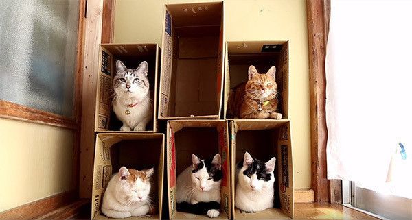 箱に入る猫