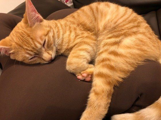 眠る猫