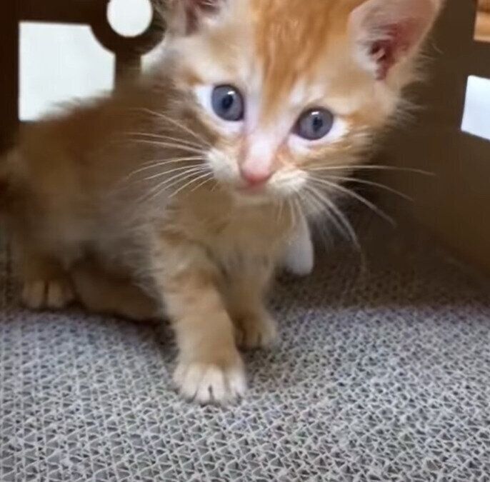 ハウスが気に入った様子のリクちゃん
