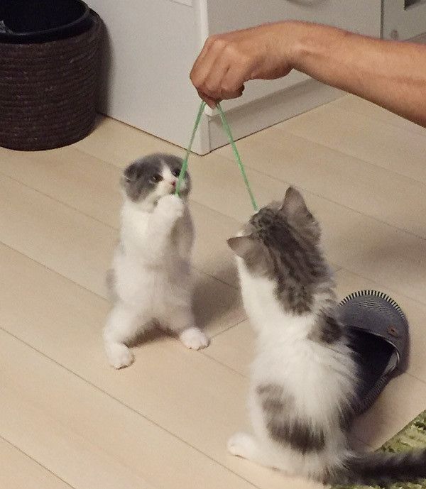 戦う猫