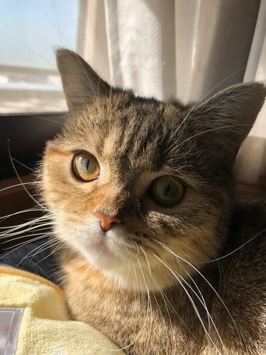 見つめる猫