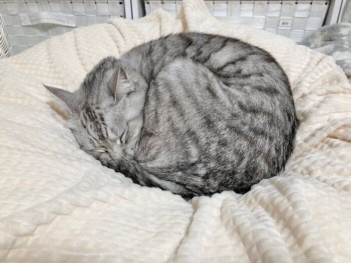 アンモニャイトする猫