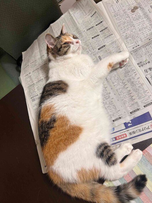 新聞の上に寝転ぶ猫
