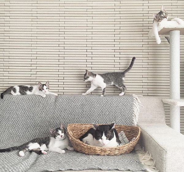 くつろぐ4兄妹とビビくん